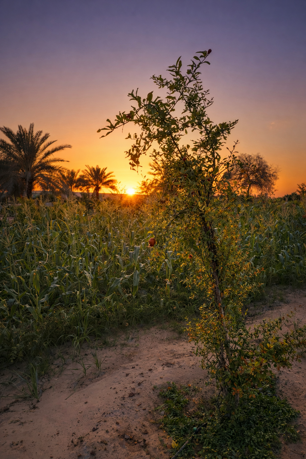 Young orchard tree and field planting captured at sunset