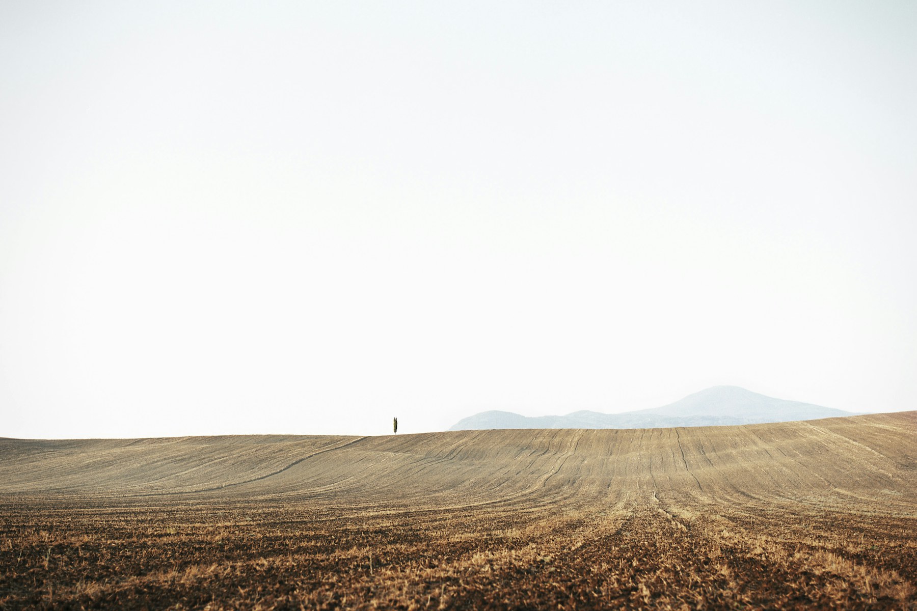 Rows of crops stretching to the horizon