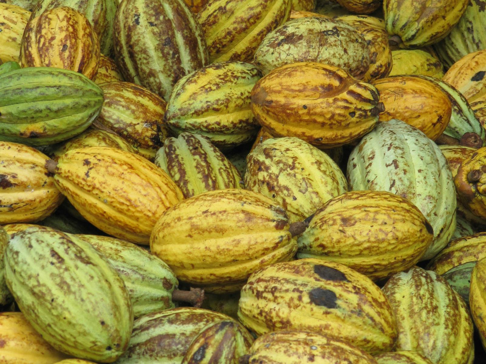 Cacao