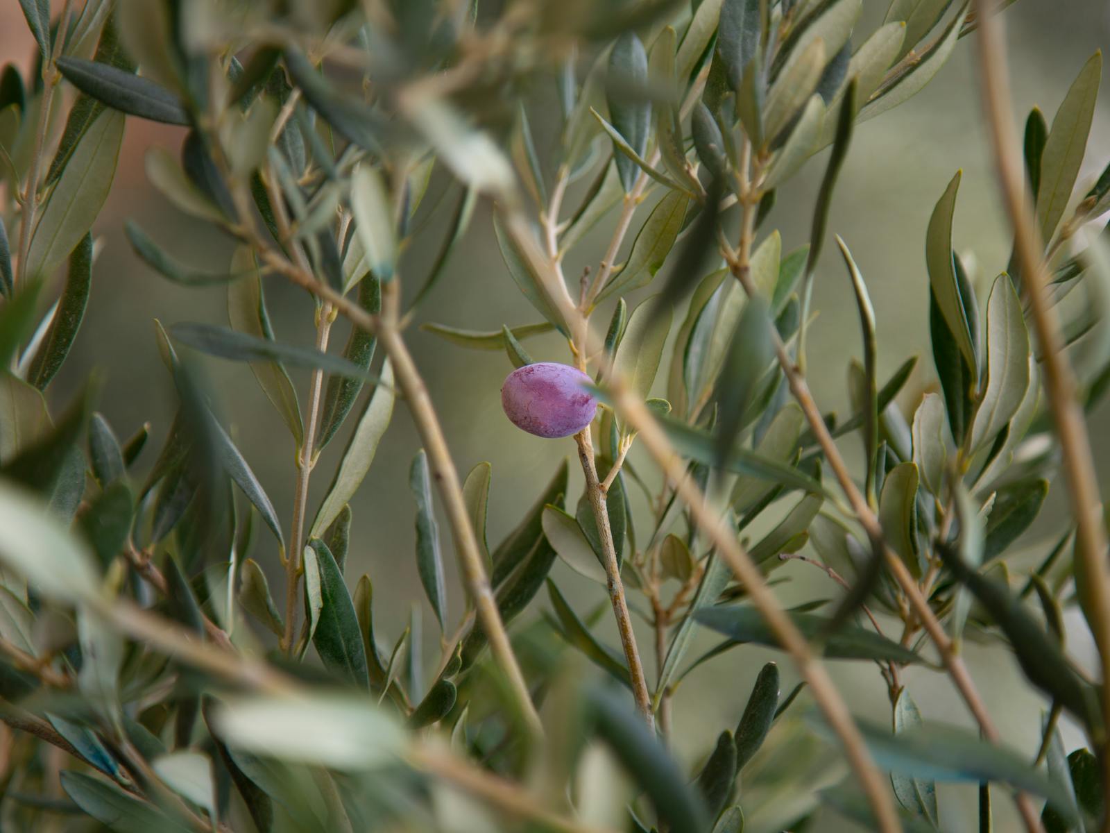 Olive