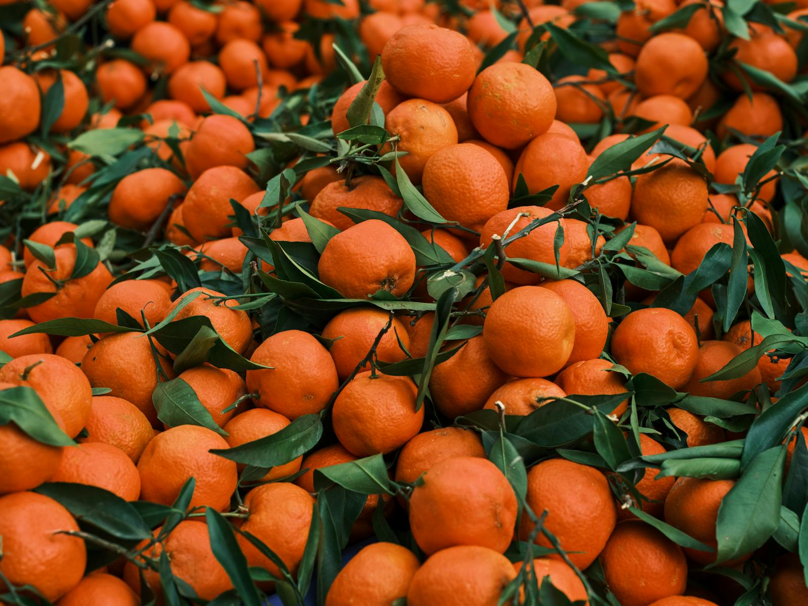 Fresh oranges with leaves gathered in natural light