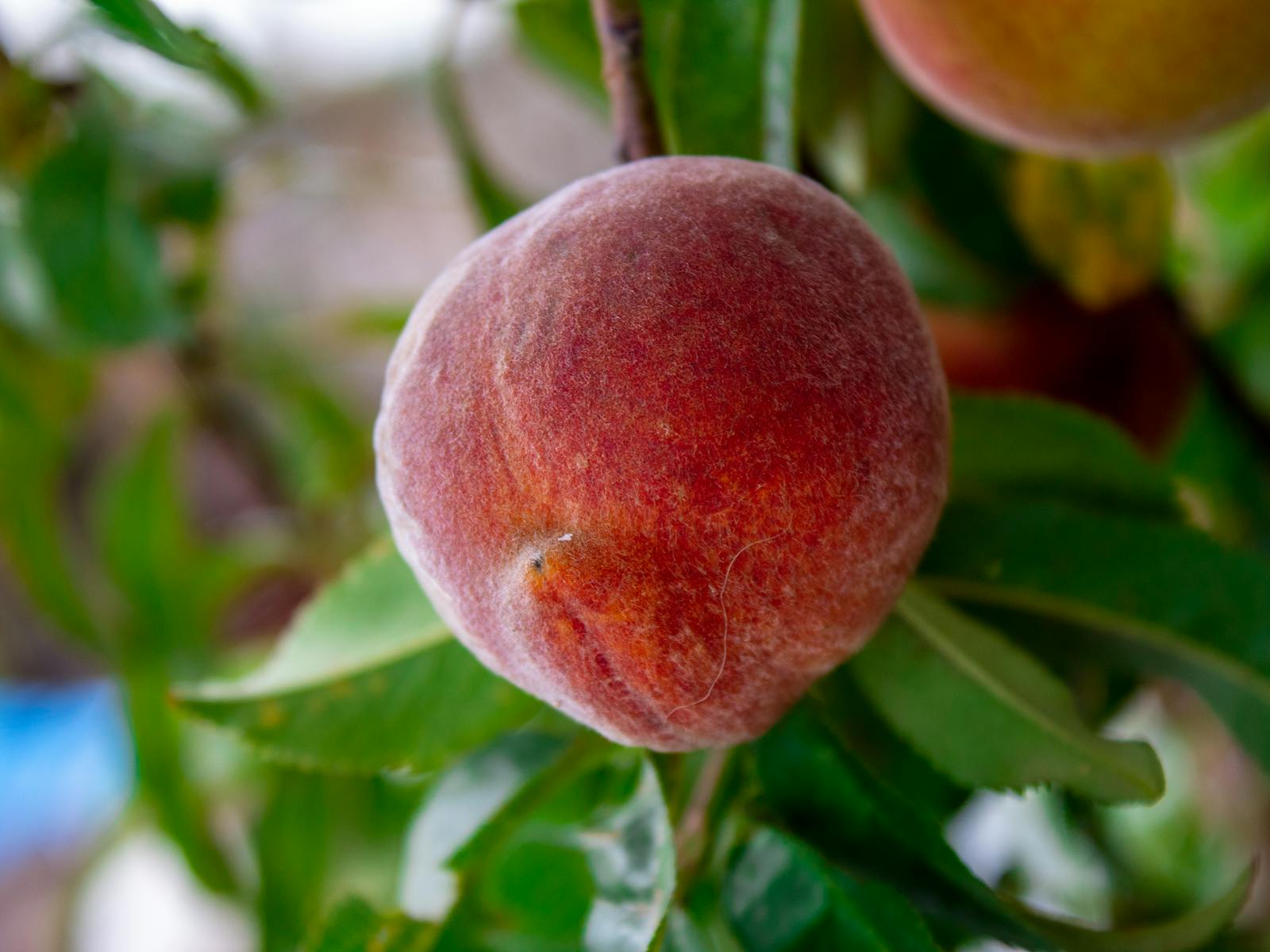 Ripe peach hanging from a branch with green leaves