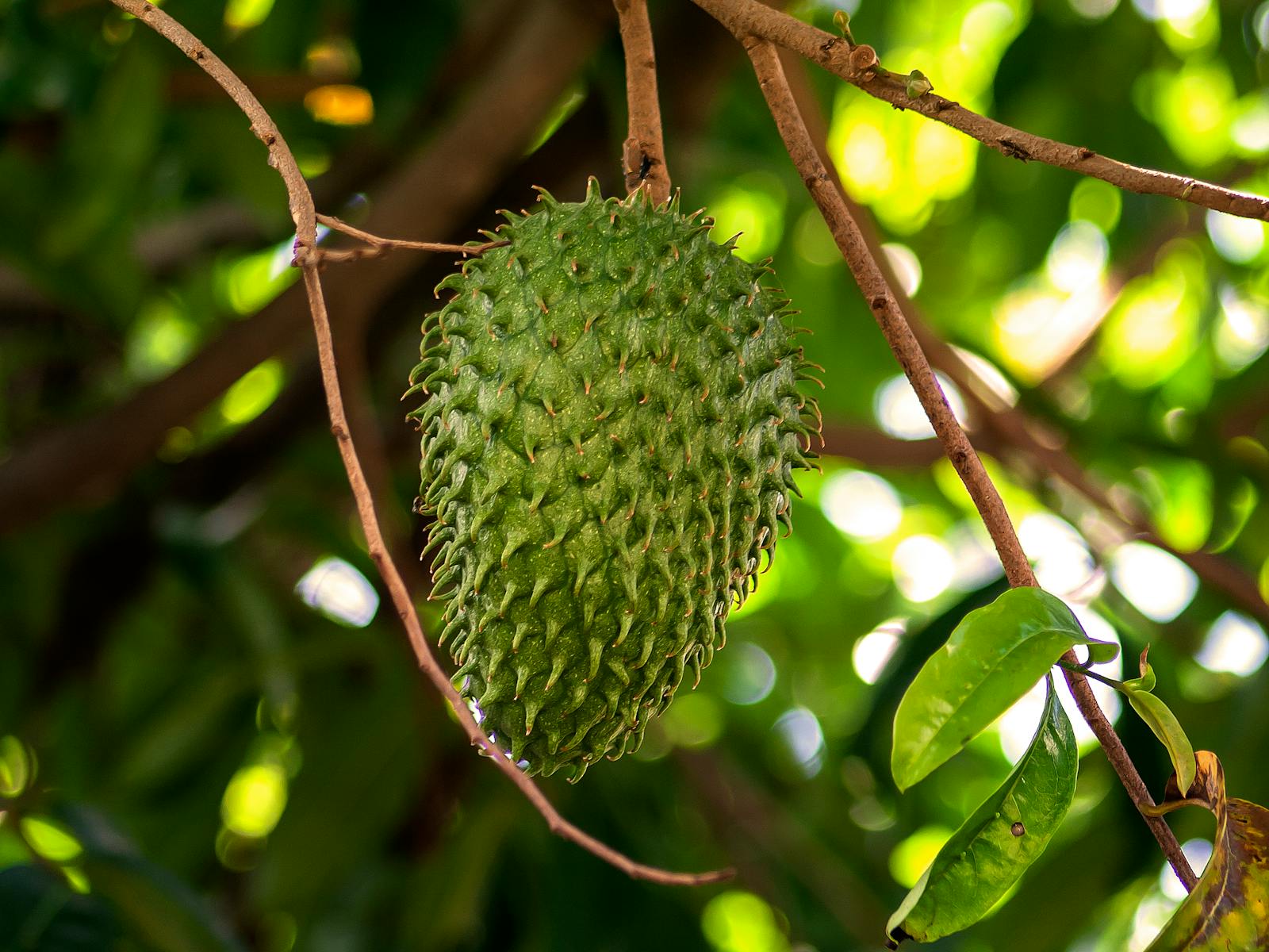 Soursop